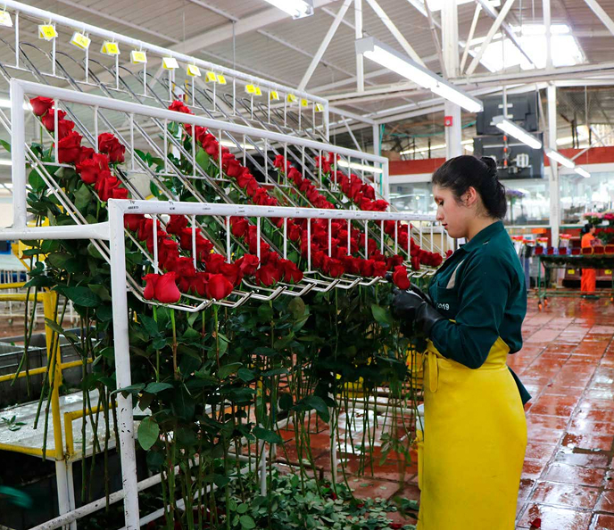 Fresh flower distribution